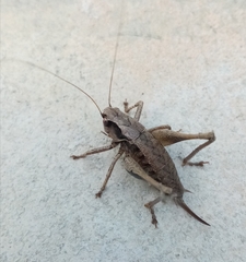 Pholidoptera griseoaptera