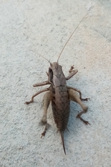 Pholidoptera griseoaptera