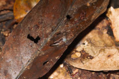 Anomaloglossus baeobatrachus