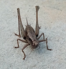 Pholidoptera griseoaptera