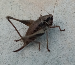 Pholidoptera griseoaptera