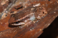 Anomaloglossus baeobatrachus