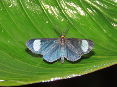 Neopaniasis