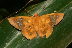 Chaetocneme