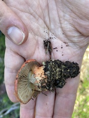 Cortinarius erythraeus