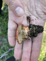 Cortinarius erythraeus