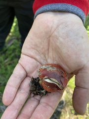 Cortinarius erythraeus