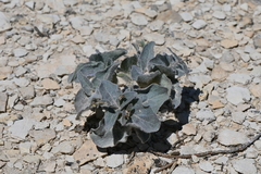 Mirabilis rotundifolia