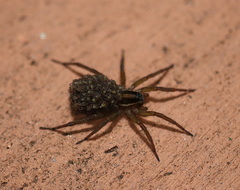 Venatrix furcillata