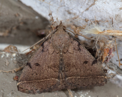 Zanclognatha dentata