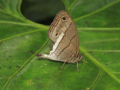 Euptychoides nossis