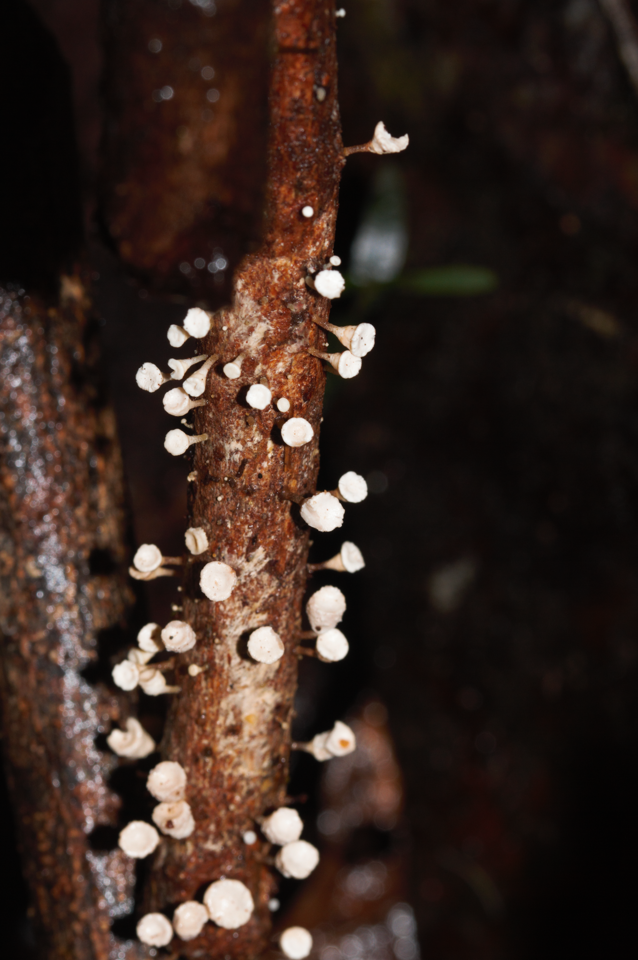 Gymnopus montagnei · July 2022 · photo: © guillaume_delaitre (iNaturalist, cc-by)