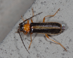 Rhagonycha mollis