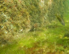 Serranus subligarius