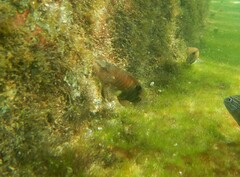 Serranus subligarius