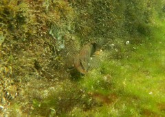 Serranus subligarius