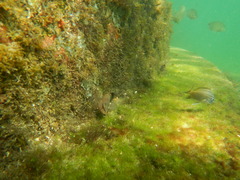Serranus subligarius