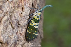 Pyrops viridirostris