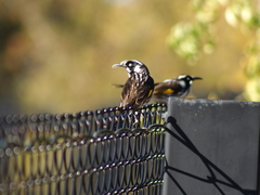 Phylidonyris novaehollandiae novaehollandiae
