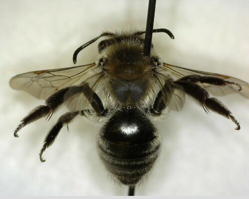iNaturalist observation photo of Mining Bees