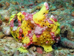 Antennarius maculatus