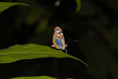 Dismorphia theucharila