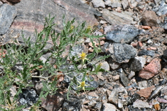 Mentzelia densa