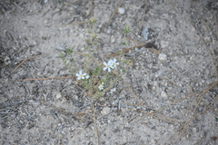 Leptosiphon floribundus