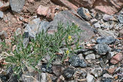 Mentzelia densa