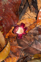 Corythophora amapaensis