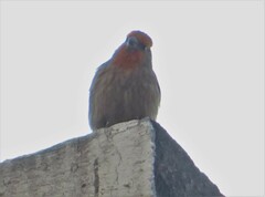 Haemorhous mexicanus