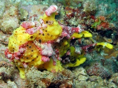 Antennarius maculatus