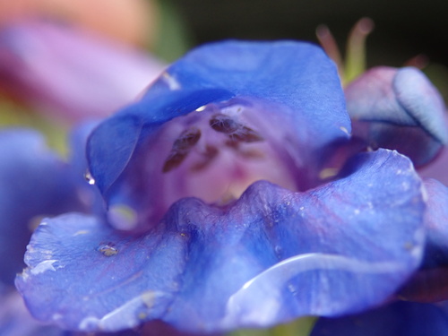 Cary's Beardtongue (Penstemon caryi)