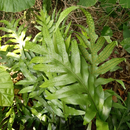 Phymatosorus scolopendria iNat (2)