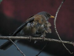 Turdus rufopalliatus