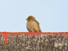 Haemorhous mexicanus