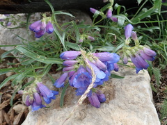 Penstemon caryi