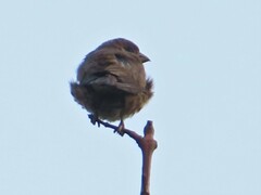 Haemorhous mexicanus