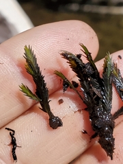 Fissidens grandifrons