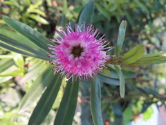 Veronica × andersonii