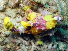 Antennarius maculatus