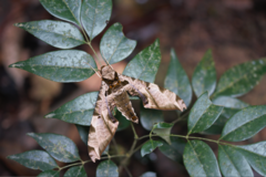 Protambulyx eurycles
