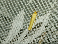 Eilema palliatella