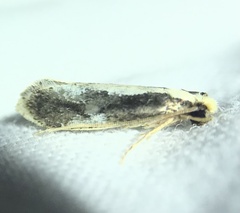 Monopis dorsistrigella