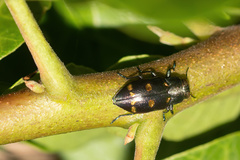Chrysobothris chrysoela