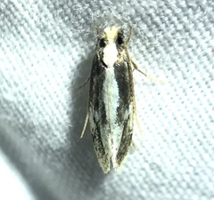 Monopis dorsistrigella