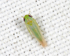 Coccineasca coccinea