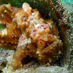 Antennarius maculatus