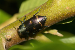 Chrysobothris chrysoela