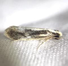 Monopis dorsistrigella